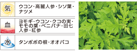 漢方の生薬でも使われる野草原料例の画像