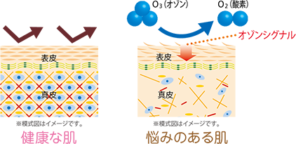 健康な肌　悩みのある肌